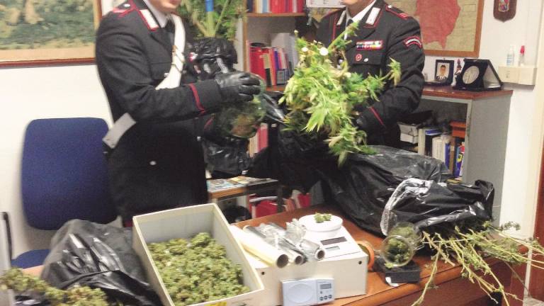 Marijuana: ancora un arresto in Valle Savio Marijuana: ancora un arresto in Valle Savio