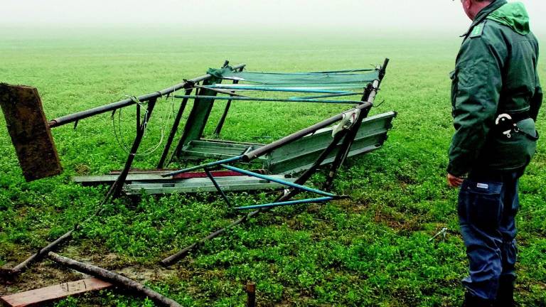 Ravenna, emergenza daini: al via un piano per catturarli tutti Ravenna, emergenza daini: al via un piano per catturarli tutti