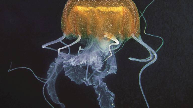 Nella stagione delle meduse c'è anche la Bruna Nella stagione delle meduse c'è anche la Bruna