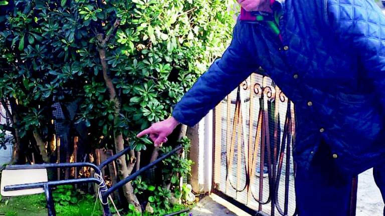 Ragazzini uccidono un cane con una sedia di ferro, poi scappano in bici Ragazzini uccidono un cane con una sedia di ferro, poi scappano in bici