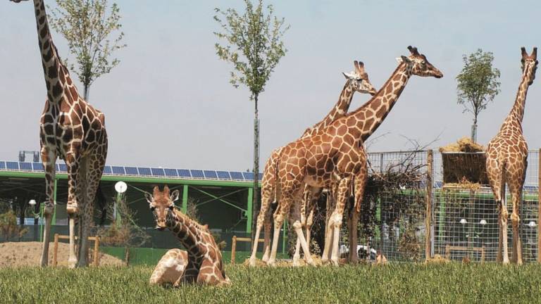 Preso a calci da una giraffa, condannato il Safari Ravenna Preso a calci da una giraffa, condannato il Safari Ravenna