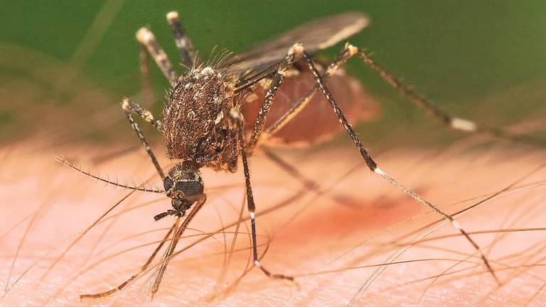 Caso di Dengue a Conselice, scatta disinfestazione mirata nelle case Caso di Dengue a Conselice, scatta disinfestazione mirata nelle case