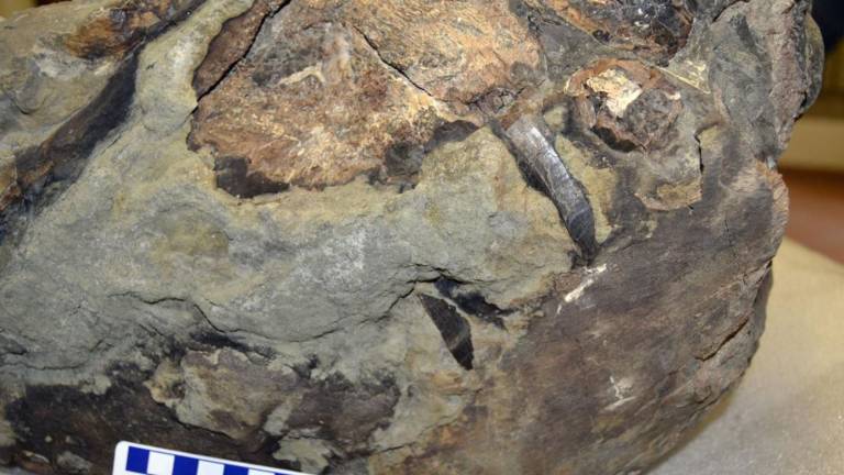 Secchiano: rinvenuti resti del più grande rettile fossile trovato in Italia. E' un mosasauro Secchiano: rinvenuti resti del più grande rettile fossile trovato in Italia. E' un mosasauro