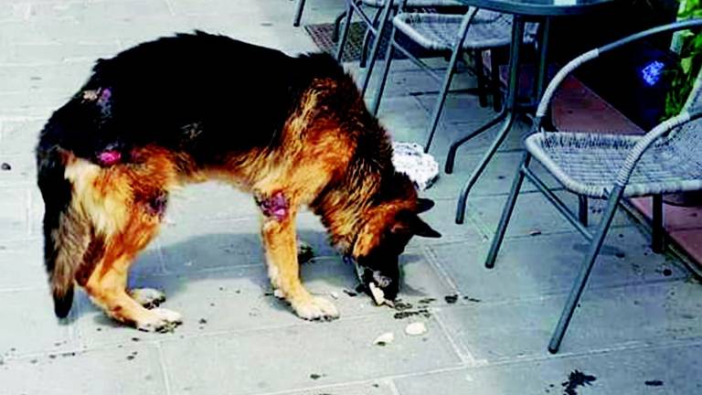 Cane maltrattato tolto al padrone Cane maltrattato tolto al padrone