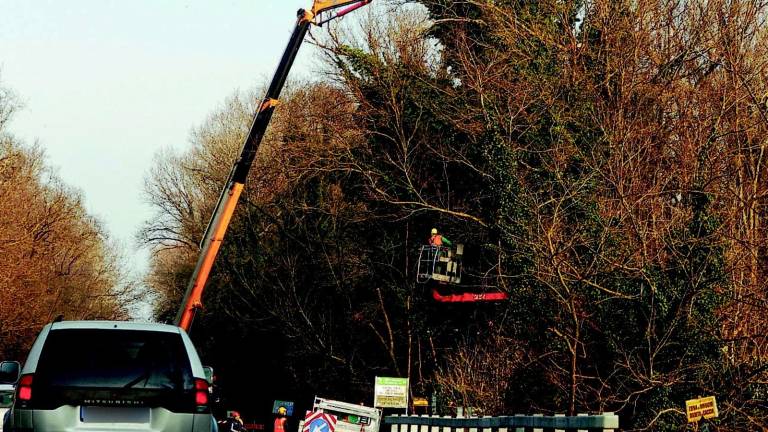 Motoseghe accese, giù i primi alberi Motoseghe accese, giù i primi alberi