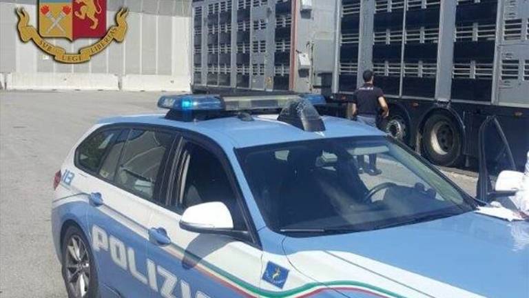 Trasporto insalubre di tacchini: la Polstrada multa un camionista a Cesena Trasporto insalubre di tacchini: la Polstrada multa un camionista a Cesena