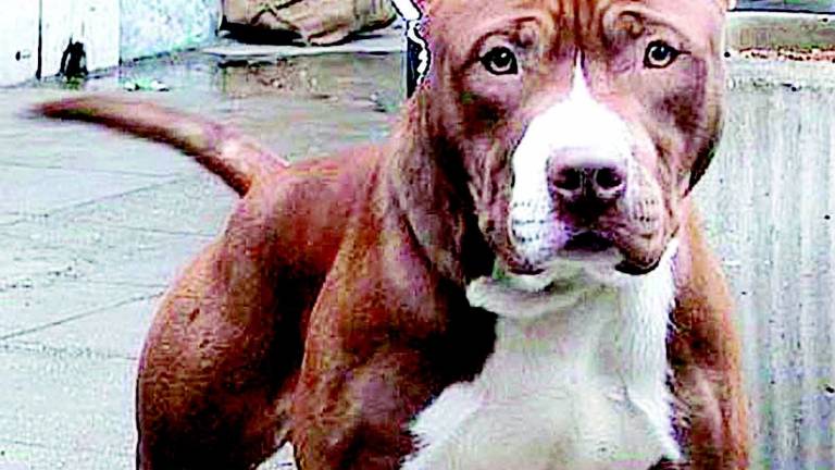 L'allarme dell'Enpa: sempre più cani di taglia grande abbandonati L'allarme dell'Enpa: sempre più cani di taglia grande abbandonati