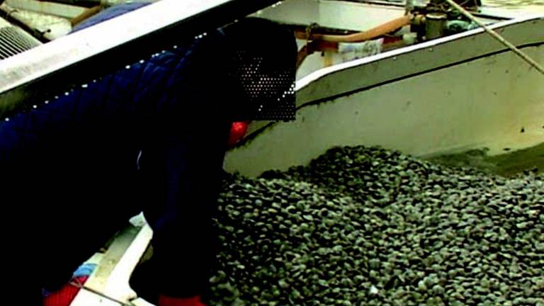 Ravenna, multati vongolari abusivi e sequestrati 400 chili di molluschi Ravenna, multati vongolari abusivi e sequestrati 400 chili di molluschi