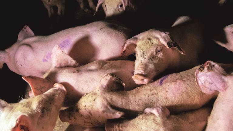 Il lager dei maiali sui colli forlivesi Il lager dei maiali sui colli forlivesi