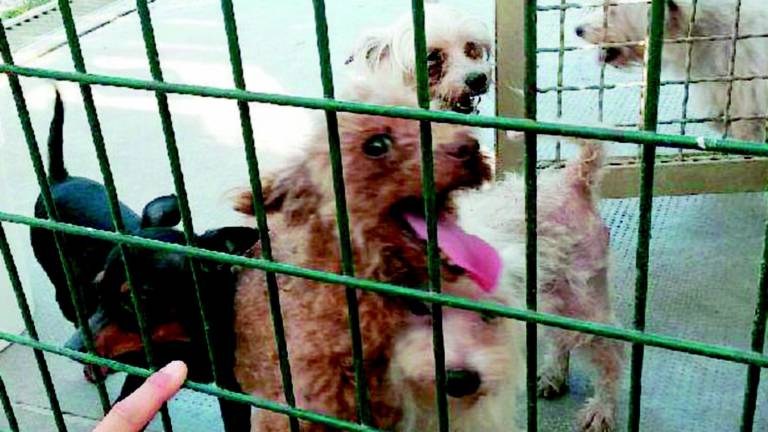 Sei cani abbandonati in un casolare, uno era morto Sei cani abbandonati in un casolare, uno era morto