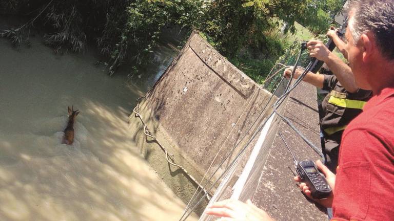 Capriolo salvato nell'invaso idroelettrico Capriolo salvato nell'invaso idroelettrico
