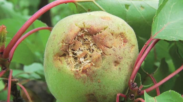 Danni maltempo, il Comune di Imola darà i primi aiuti economici agli agricoltori Danni maltempo, il Comune di Imola darà i primi aiuti economici agli agricoltori