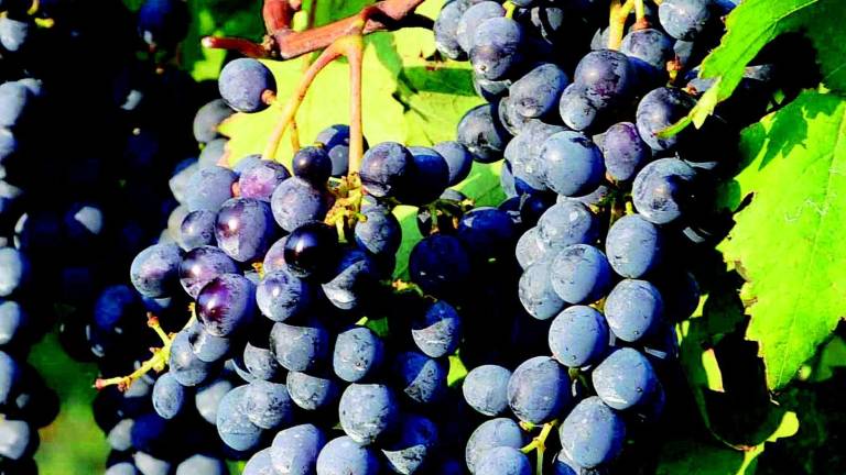Vino, gli Usa nel mirino Vino, gli Usa nel mirino