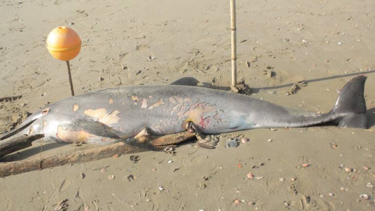 Delfino spiaggiato a Riccione Delfino spiaggiato a Riccione
