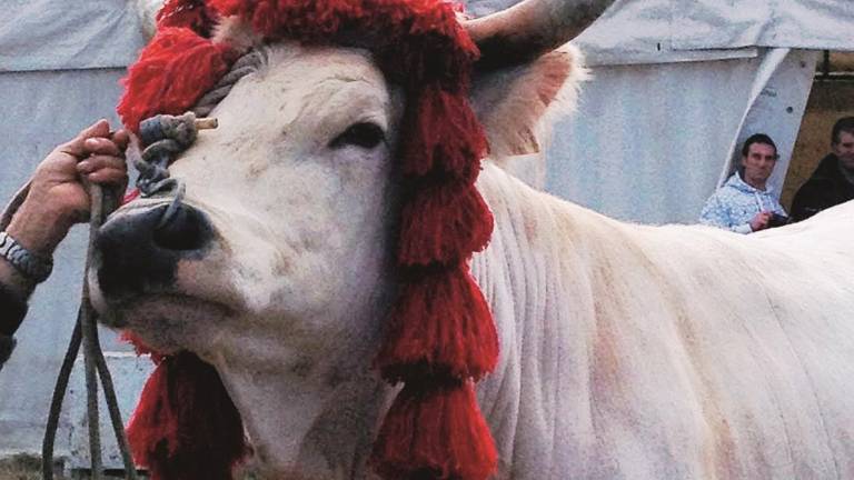Fiera di San Gregorio mille anni e non sentirli Fiera di San Gregorio mille anni e non sentirli