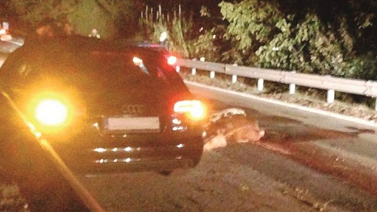 Tre cavalli sulla E45 contromano Tre cavalli sulla E45 contromano