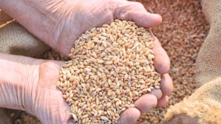 Baccanale: chicchi, grani e farine, la storia dell'uomo Baccanale: chicchi, grani e farine, la storia dell'uomo