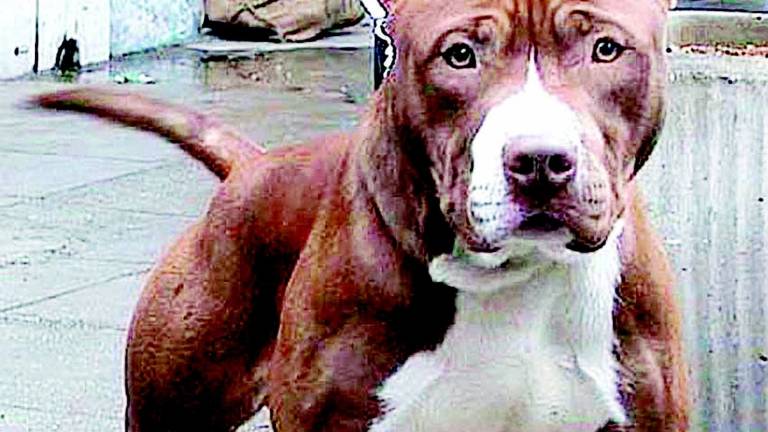 Lite notturna fra due fidanzati:il pitbull di lei azzanna entrambi Lite notturna fra due fidanzati:il pitbull di lei azzanna entrambi