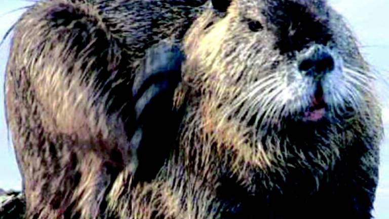 Il Comune apre la caccia alla nutria Il Comune apre la caccia alla nutria