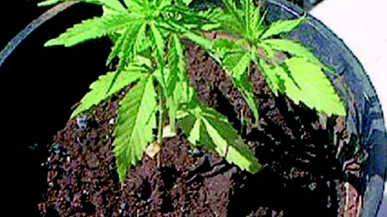 Nel circolo culturale fumo e pianta di marijuana Nel circolo culturale fumo e pianta di marijuana