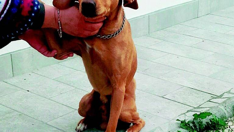 Billy, abbandonatosogna un Natalein una nuova famiglia Billy, abbandonatosogna un Natalein una nuova famiglia