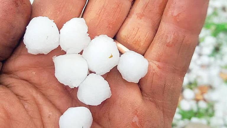 Lugo, grandine e vento: danni ai campi e ai frutteti Lugo, grandine e vento: danni ai campi e ai frutteti