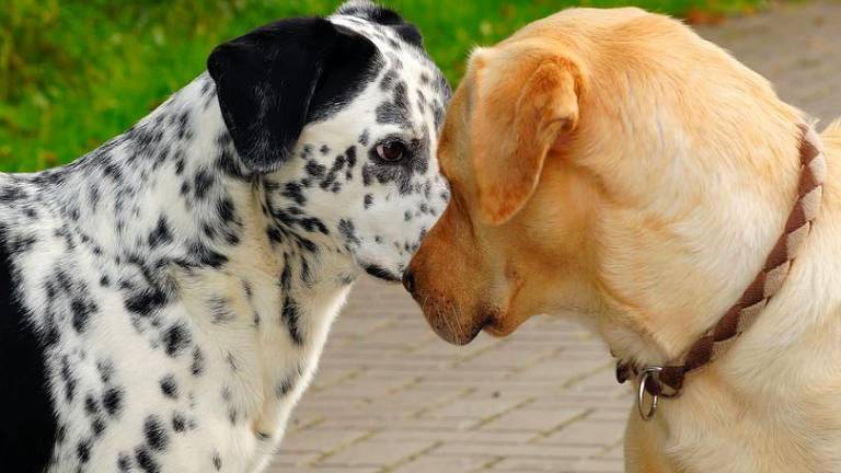 Minacce di veleno contro i cani, denuncia ai carabinieri