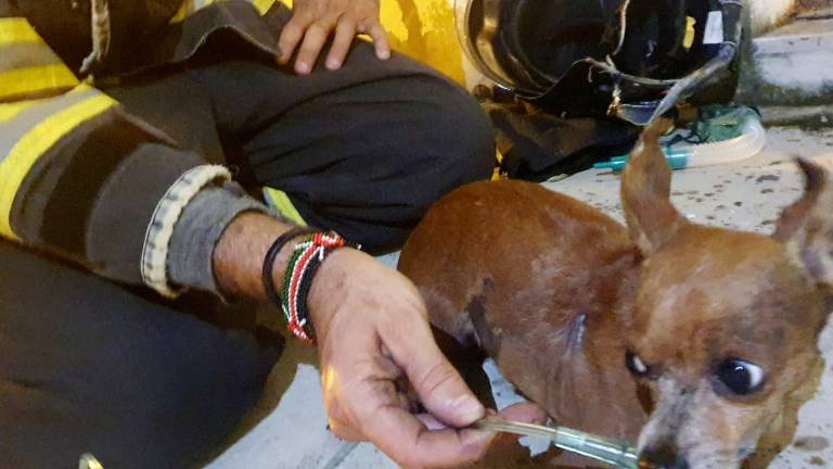 Coriano. Fiamme in appartamento, salvato un cagnolino. Trovato morto il gatto Coriano. Fiamme in appartamento, salvato un cagnolino. Trovato morto il gatto