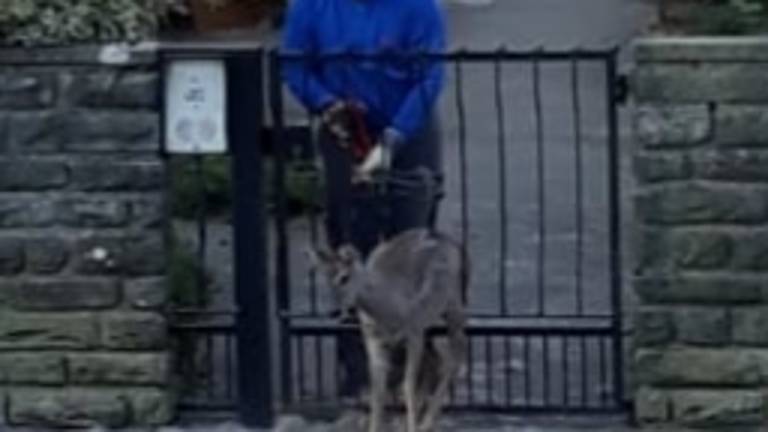 Capriolo rimane incastrato tra le inferriate di un cancello Capriolo rimane incastrato tra le inferriate di un cancello