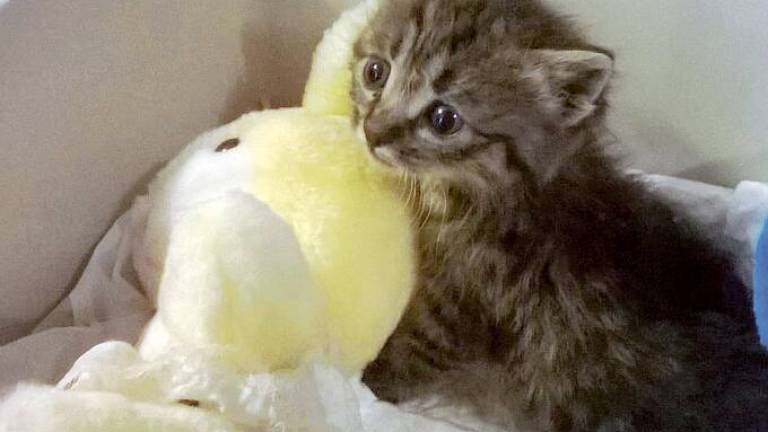 Gattini gettati tra i rifiuti salvati a San Pancrazio Gattini gettati tra i rifiuti salvati a San Pancrazio