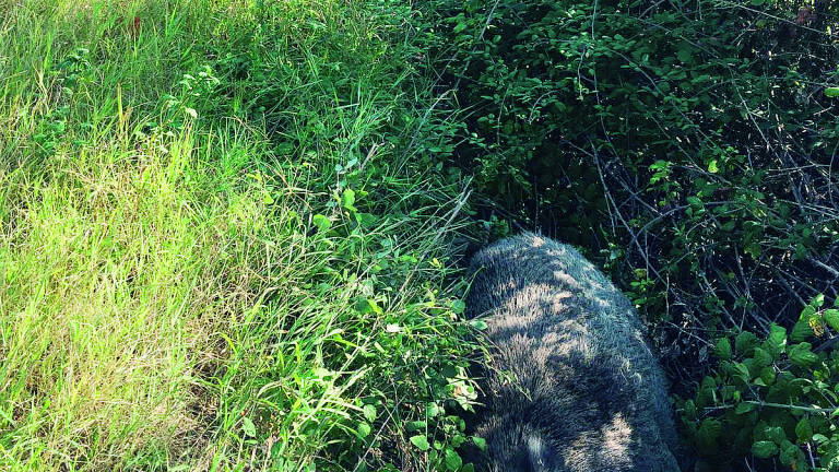 Verucchio, si scontra in scooter con un cinghiale. Illeso per miracolo Verucchio, si scontra in scooter con un cinghiale. Illeso per miracolo