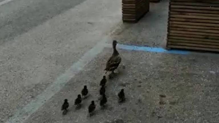 Forlì, strade deserte e gli animali tornano in città Forlì, strade deserte e gli animali tornano in città