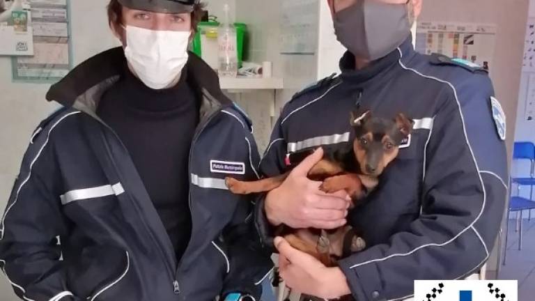 Faenza, non cura il cane col femore rotto da settimane. Denunciata Faenza, non cura il cane col femore rotto da settimane. Denunciata