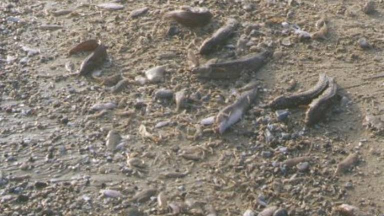 Moria di pesci tra Ravenna e Ferrara. Arpae: Fenomeno naturale Moria di pesci tra Ravenna e Ferrara. Arpae: Fenomeno naturale