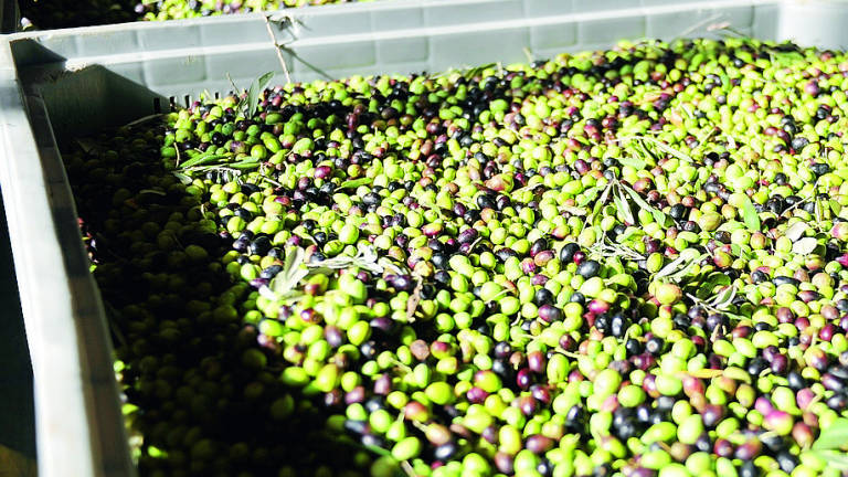 Olive, si profila un'annata sottotono. Produzione dimezzata Olive, si profila un'annata sottotono. Produzione dimezzata