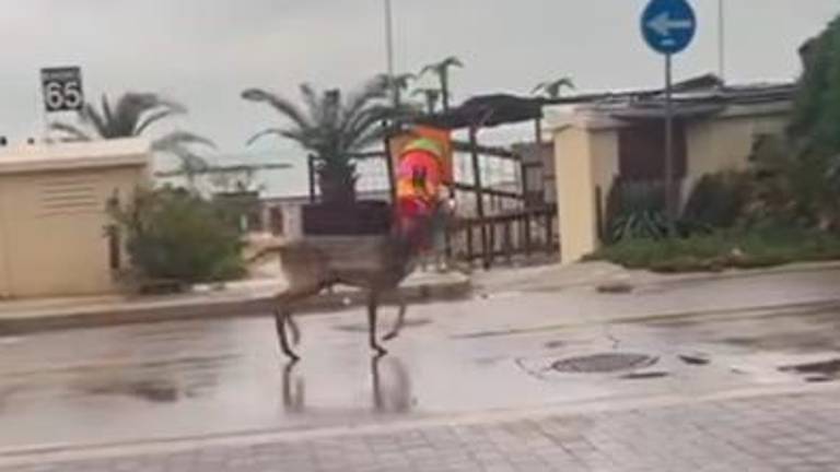 Il cervo ripreso in zona Bellaria Il cervo ripreso in zona Bellaria