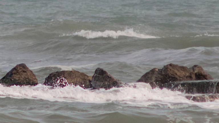 Ravenna, Escherichia Coli oltre i limiti: disposto il divieto temporaneo di balneazione a Punta Marina Ravenna, Escherichia Coli oltre i limiti: disposto il divieto temporaneo di balneazione a Punta Marina