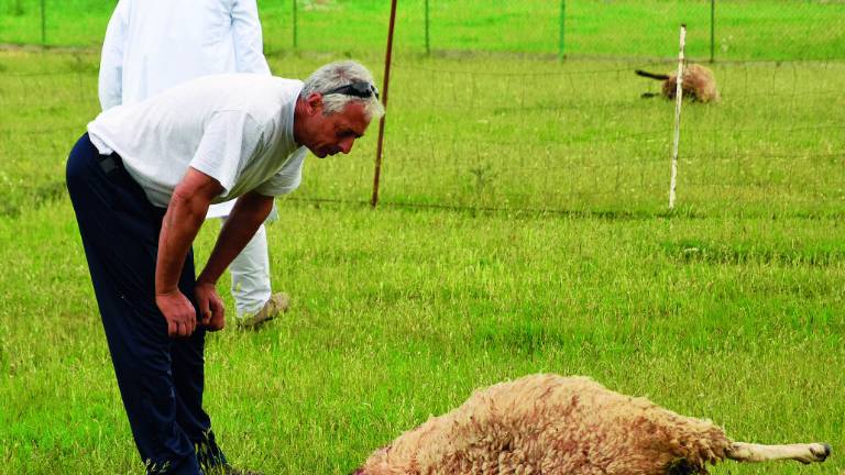 Nuovo attacco dei lupi a Carpena, altra strage di pecore e agnelli Nuovo attacco dei lupi a Carpena, altra strage di pecore e agnelli