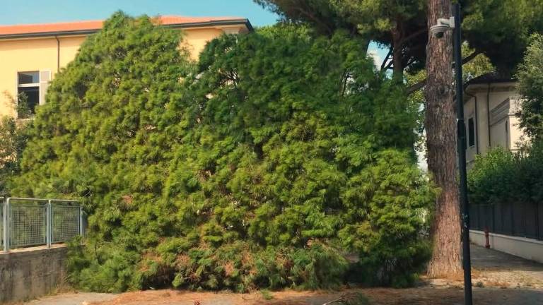 Cervia. Crolla un pino secolare davanti alla scuola elementare Cervia. Crolla un pino secolare davanti alla scuola elementare