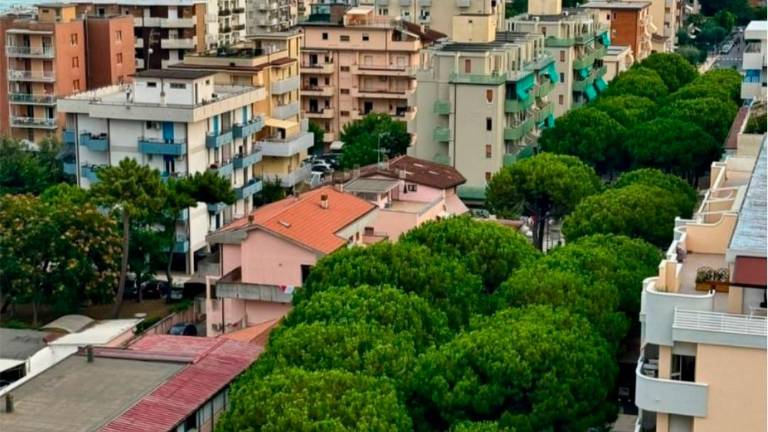 Lido di Savio, progetto del comitato per salvare 49 pini Lido di Savio, progetto del comitato per salvare 49 pini