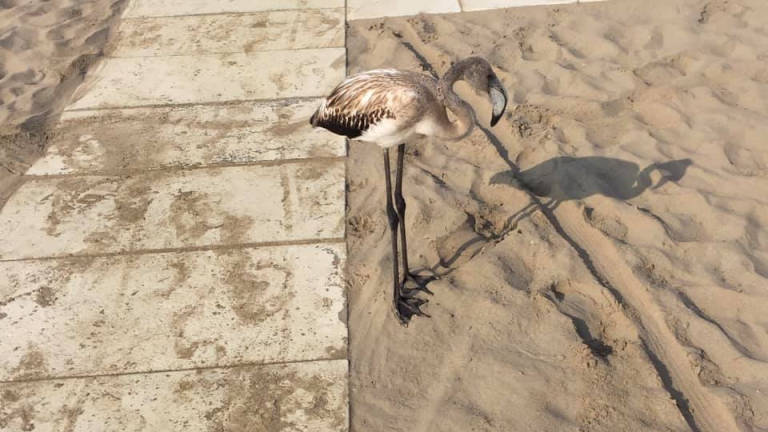 Rimini, fenicotteri in difficoltà atterrano sulla spiaggia. Il video Rimini, fenicotteri in difficoltà atterrano sulla spiaggia. Il video