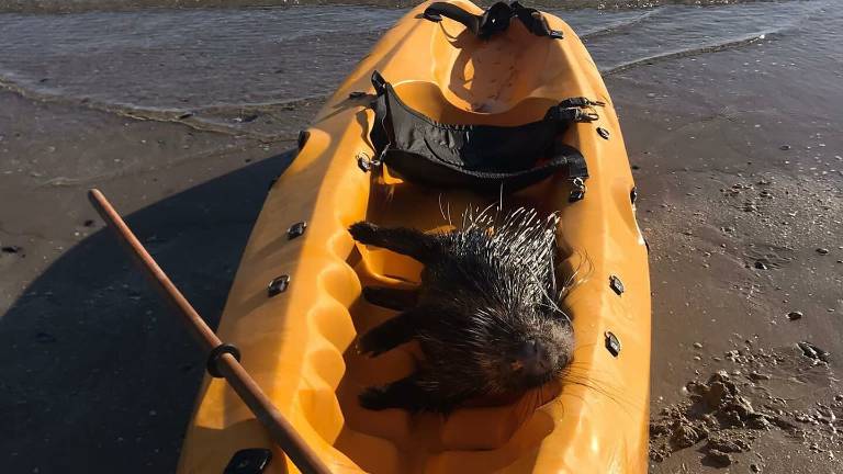Spaventata dai cani, istrice annega in mare a Rimini Spaventata dai cani, istrice annega in mare a Rimini