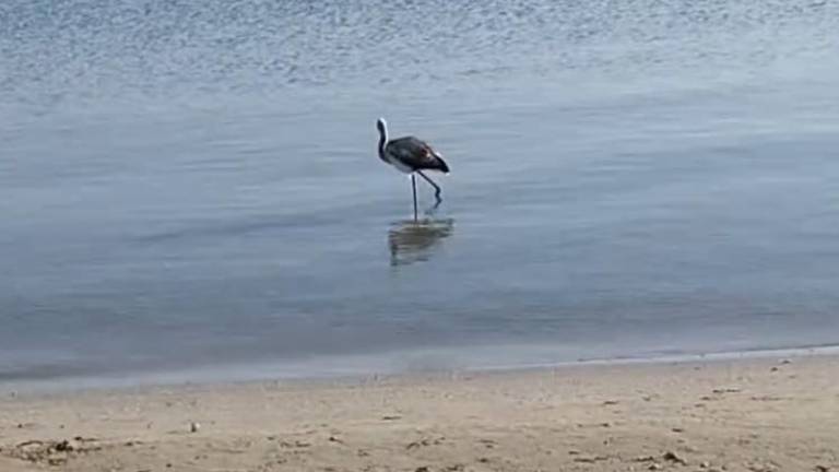 Rimini. Giovane fenicottero sulla spiaggia di Viserba. Il Cras: Non disturbatelo, state lontani Rimini. Giovane fenicottero sulla spiaggia di Viserba. Il Cras: Non disturbatelo, state lontani