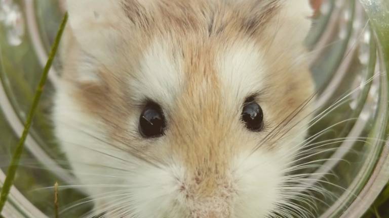 Affetti collaterali: la tenacia del criceto nella ruota Affetti collaterali: la tenacia del criceto nella ruota