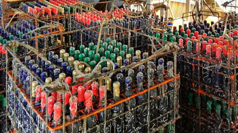 Ravenna. Ogni anno 5mila bottiglie di vino nella cantina in fondo al mare Ravenna. Ogni anno 5mila bottiglie di vino nella cantina in fondo al mare