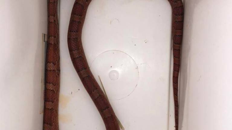 Nel parco di Viserba spunta un serpente del grano lungo un metro e mezzo (Fotogallery) Nel parco di Viserba spunta un serpente del grano lungo un metro e mezzo (Fotogallery)