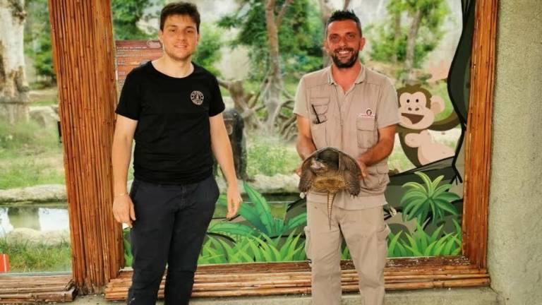 Una tartaruga azzannatrice accolta al Safari Ravenna Una tartaruga azzannatrice accolta al Safari Ravenna