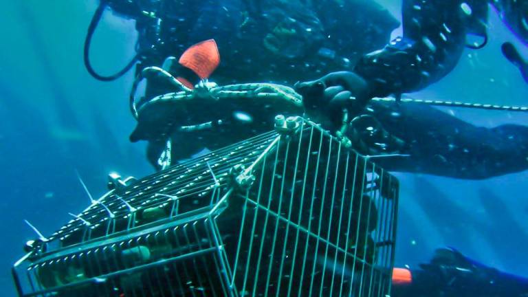 Ravenna. Ogni anno 5mila bottiglie di vino nella cantina in fondo al mare