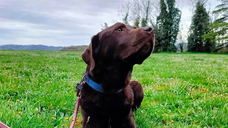 Murdoch, il cane della squadra cinofila della Protezione civile, avvelenato Murdoch, il cane della squadra cinofila della Protezione civile, avvelenato