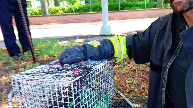 Forlì, salvato gattino infilato nel vano motore di un'auto Forlì, salvato gattino infilato nel vano motore di un'auto